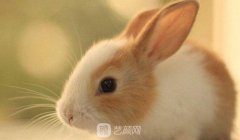 南宁耳廓缺损修复多少钱