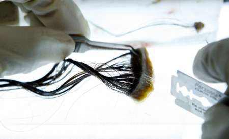 睫毛移植多少钱?