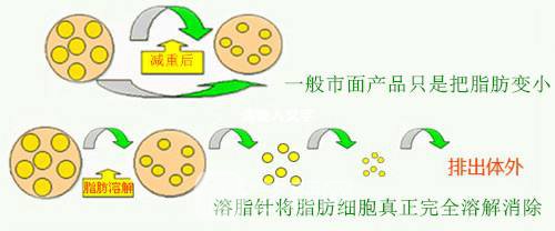 vline减脂多久有?