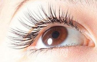 移植的睫毛果怎么样?