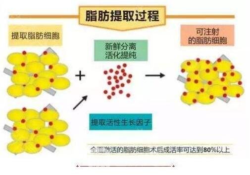 提取脂肪的过程