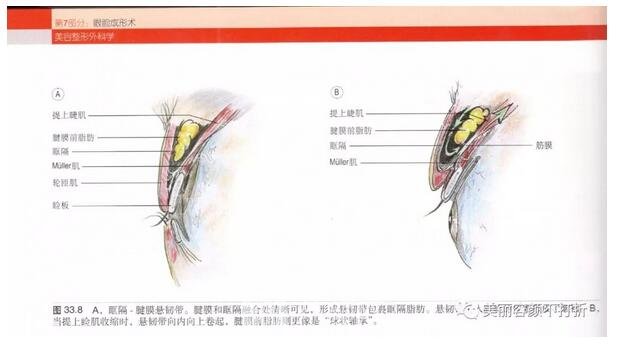眼部的解剖图