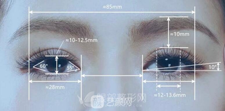 拉双眼皮手术美学标准