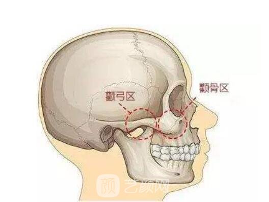 颧牙槽嵴的解剖位置图图片