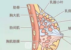 人工韧带乳房提升利弊有